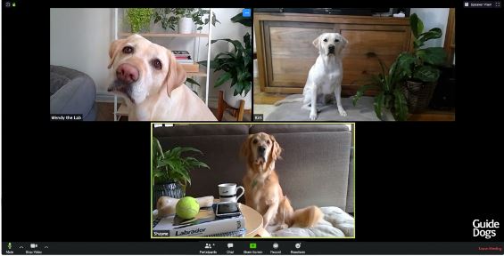 Image shows three labradors taking part in a Zoom video conference call 