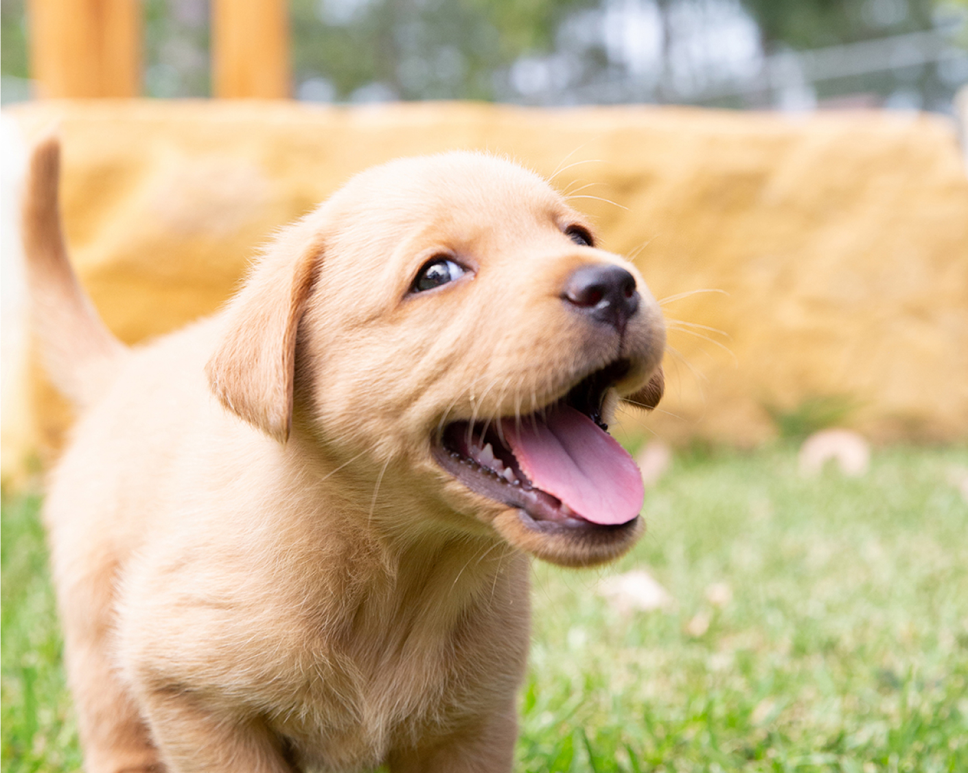 the happiest golden labrador puppy you've ever seen