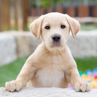 Three white labrador puppies sitting next to each other