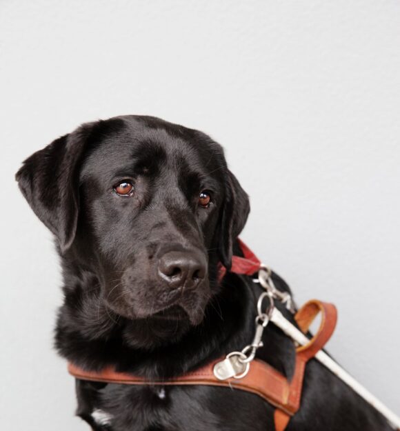 A black labrador Guide Dog seated against a grey background. The Guide Dog is in harness and is looking to the right of the camera.