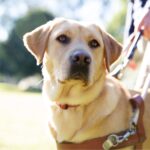 Close up of a Yellow labrador in harness.