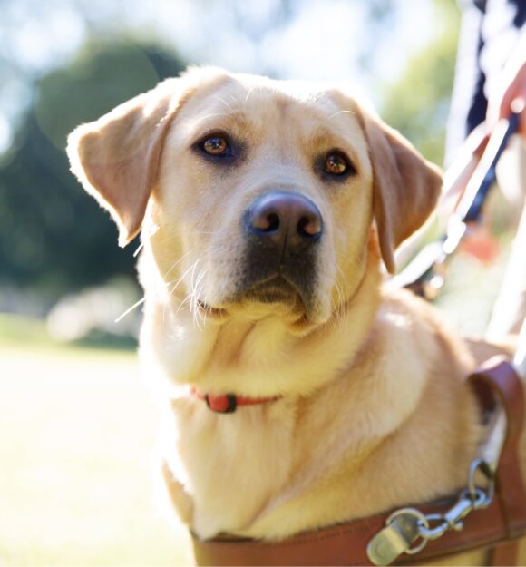 Our brand achievements - Guide Dogs Australia