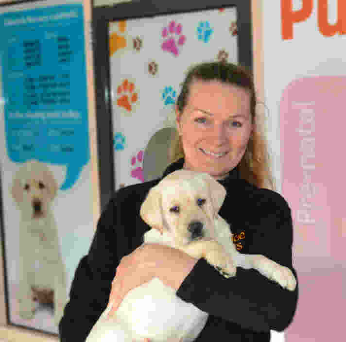 A Guide Dogs staff member standing holding an eight week old yellow labrador puppy. The person is smiling at the camera.