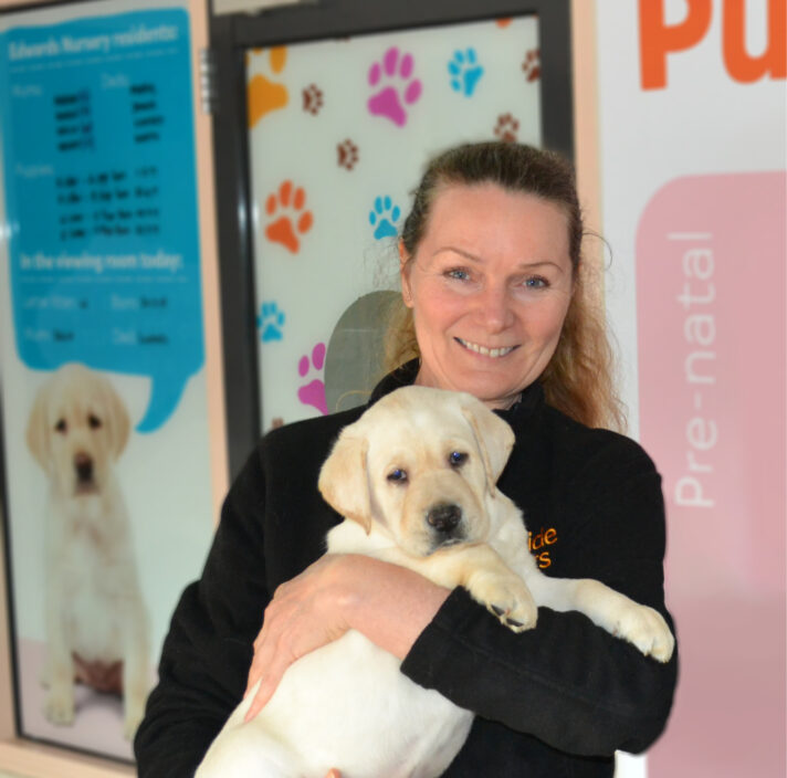 A Guide Dogs staff member standing holding an eight week old yellow labrador puppy. The person is smiling at the camera.