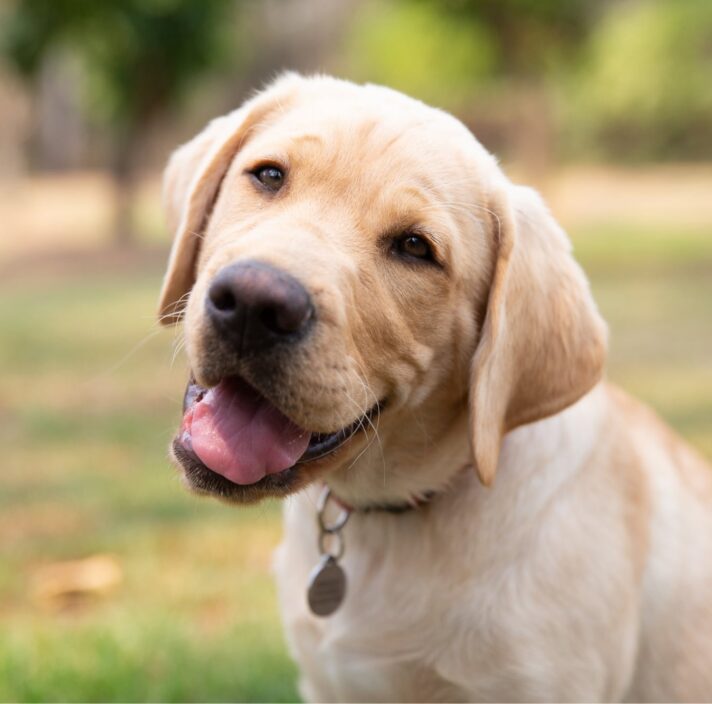 Guide Dogs Australia