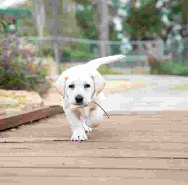 A puppy running outside carrying a leaf in its mouth