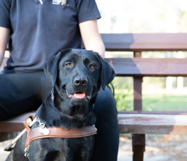 Facility Dogs Guide Dogs Australia