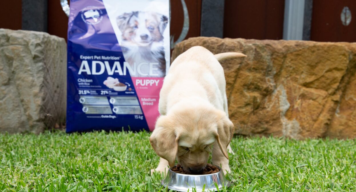A yellow ten week old labrador puppy eating some dog food from a bowl on some grass. There is a large bag of dog food in the background.
