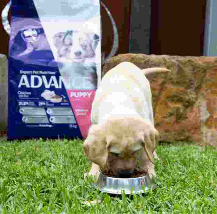 A yellow ten week old labrador puppy eating some dog food from a bowl on some grass. There is a large bag of dog food in the background.