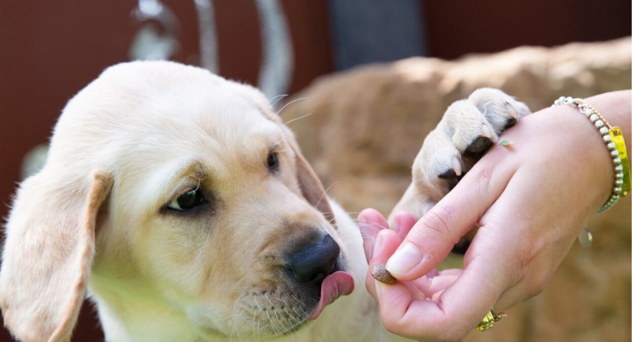 A ten week old yellow labrador puppy eating some dog food from a person's hands.