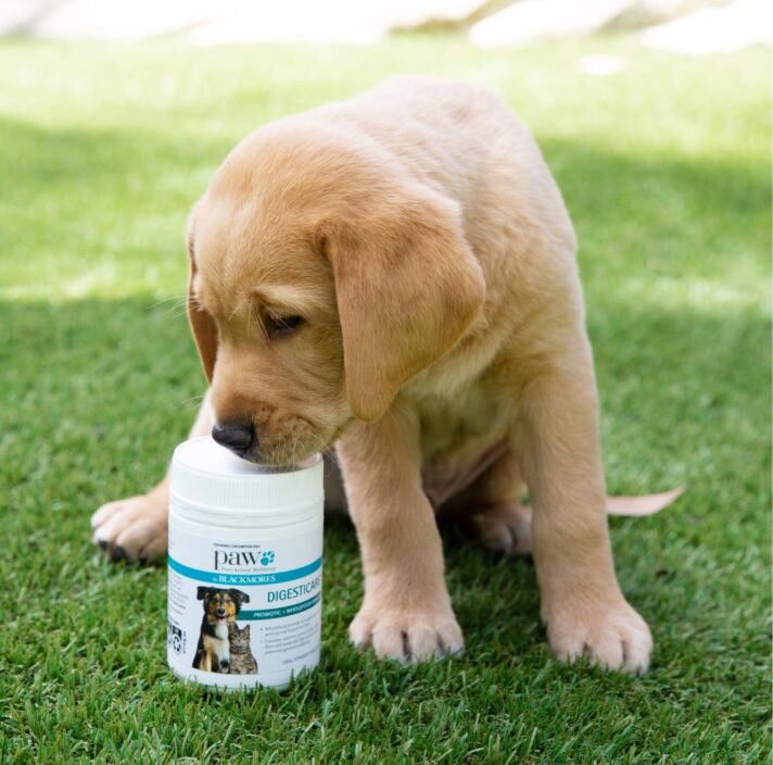 A yellow ten week old yellow labrador puppy sitting outside on some grass. A bottle of dog health products is next to the dog and the dog is looking at the products.