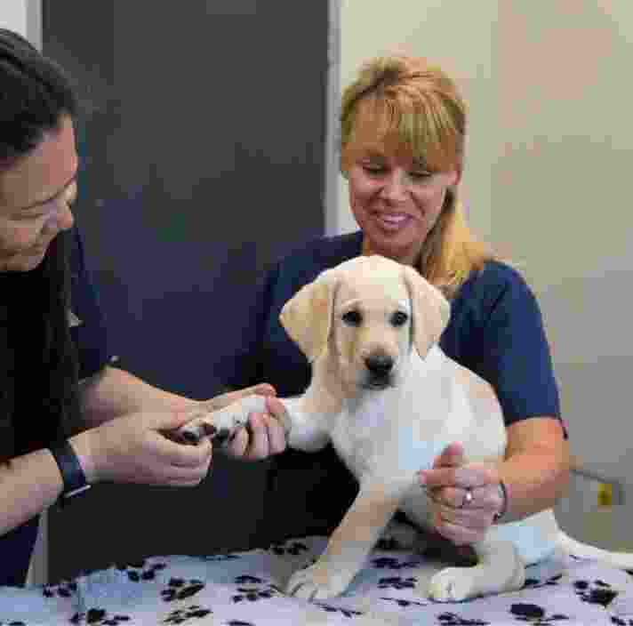 Two veterinarian's examining an eight week old yellow labrador puppy. One veterinarian is holding the puppy whilst the other is examining its paws. The puppy is looking at the camera.