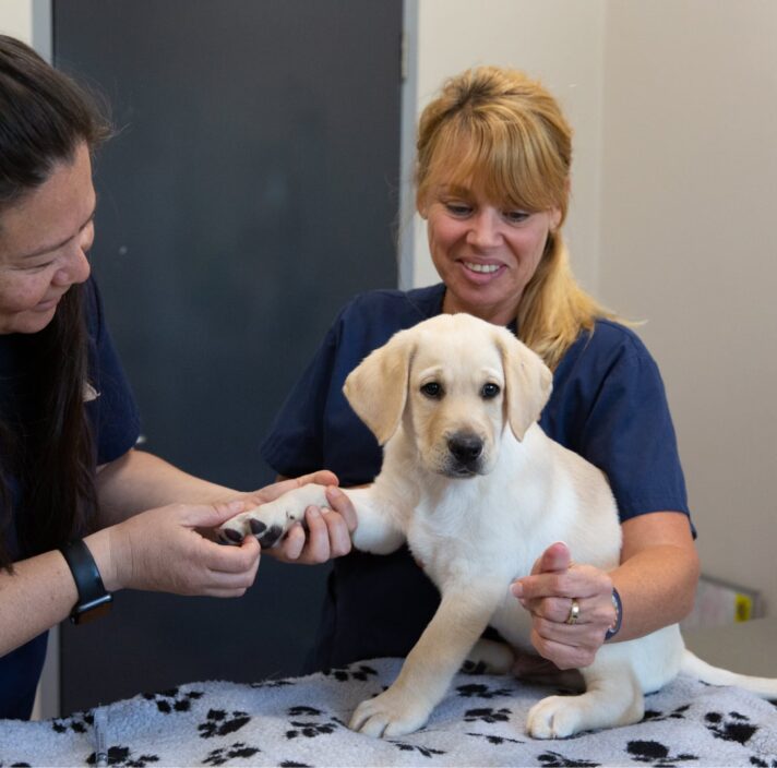 Two veterinarian's examining an eight week old yellow labrador puppy. One veterinarian is holding the puppy whilst the other is examining its paws. The puppy is looking at the camera.