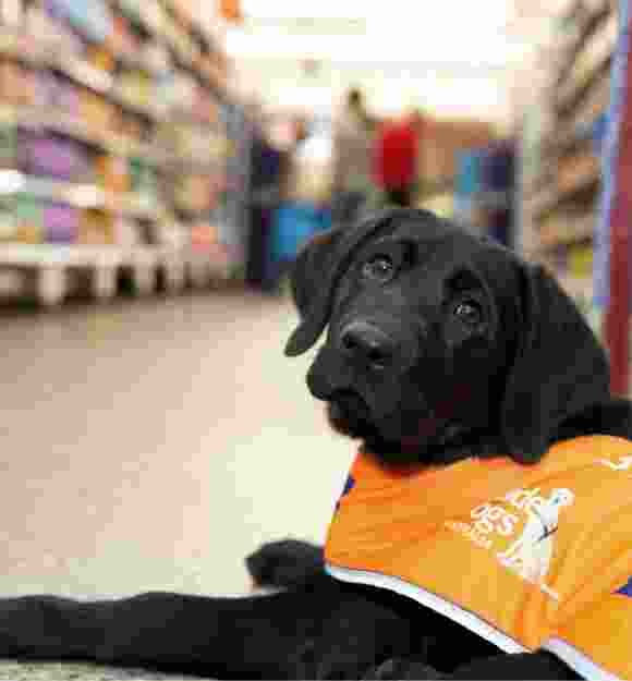 A black 16 week old labrador puppy sitting on the ground of a shop wearing its Guide Dog in Training jacket. The puppy is looking at the camera.