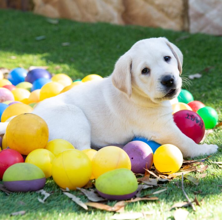 An eight week old yellow labrador puppy sitting outside on grass surrounded by multi coloured small balls.