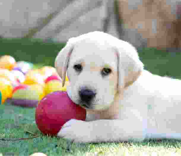 A yellow eight week old labrador puppy sitting outside on some grass with a dog toy in its mouth.