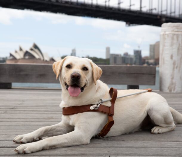Our history Guide Dogs Australia