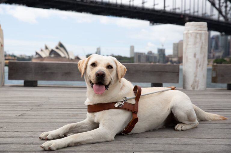 can you pet guide dogs