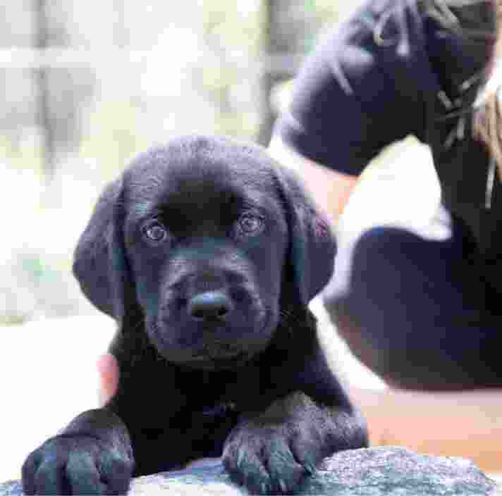 An eight week old black labrador puppy looking at the camera whilst its front paws are perched on a ledge. The puppy is outside and a person is supporting the puppy.