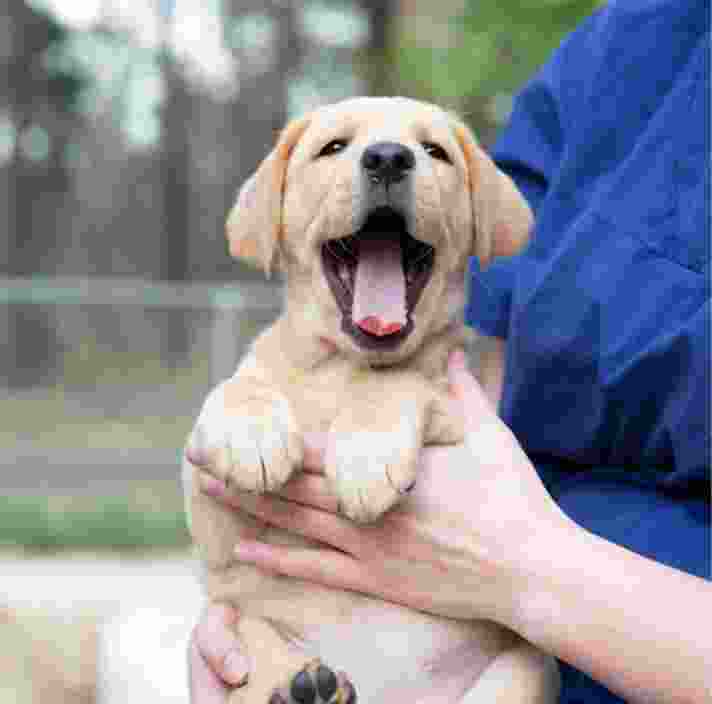 An eight week old caramel puppy being held by a person whilst outside. The puppy's mouth is wide open and looking at the camera.