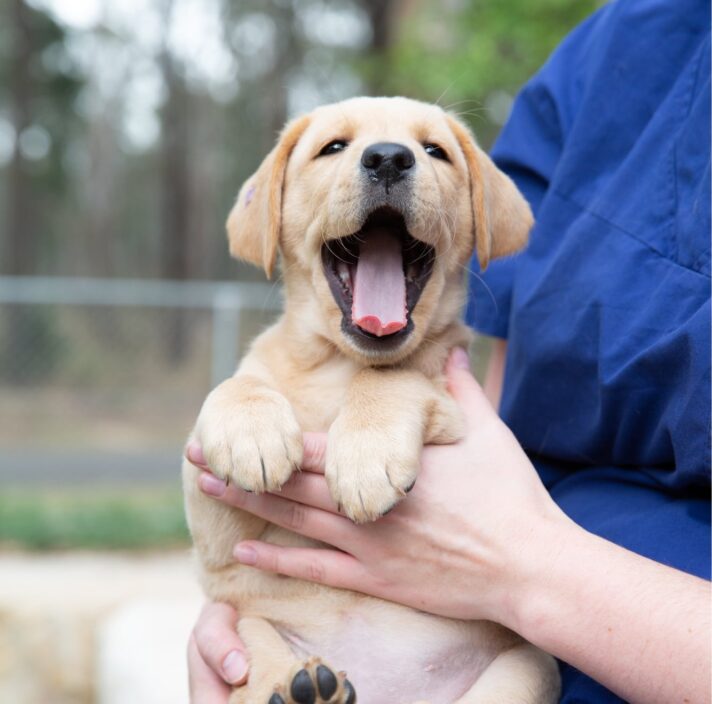 An eight week old caramel puppy being held by a person whilst outside. The puppy's mouth is wide open and looking at the camera.