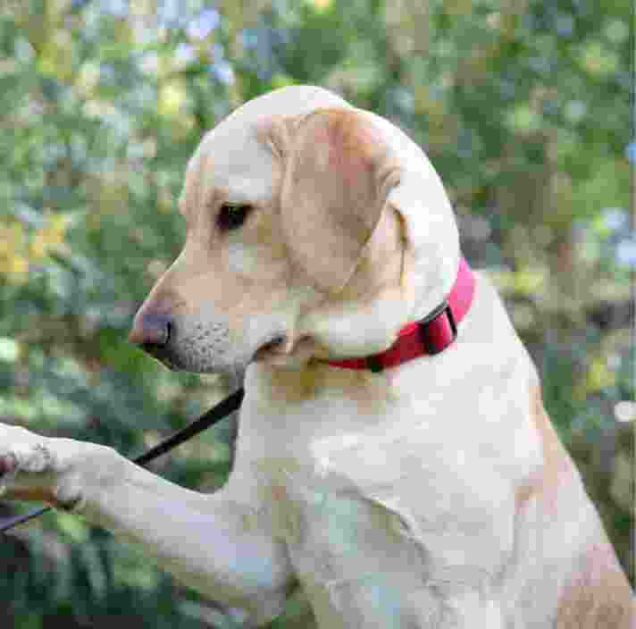 A yellow labrador dog outside. The dog is in a profile view.