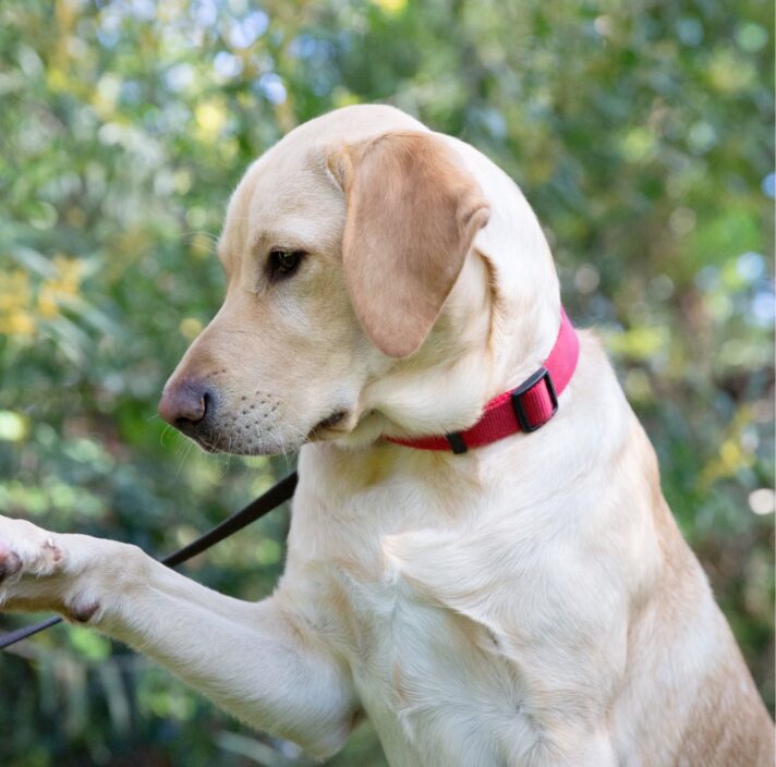 A yellow labrador dog outside. The dog is in a profile view.
