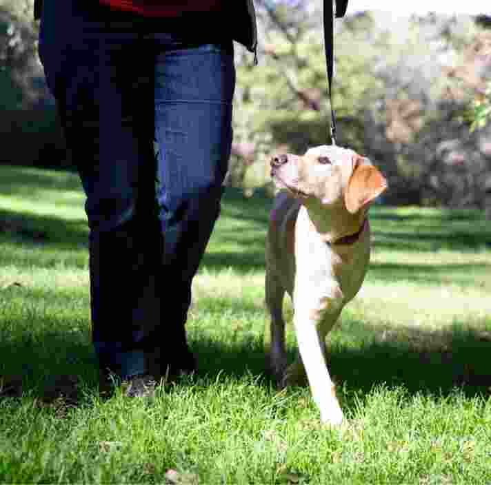 A yellow labrador dog walking outside on grass with its handler. The handler is holding the lead while the dog is looking up at the handler.
