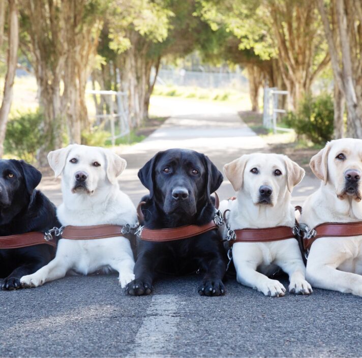 Five labrador Guide Dogs in harness, three yellow and two black, seated flat on the ground outside. They are all looking at the camera and there are trees in the background.