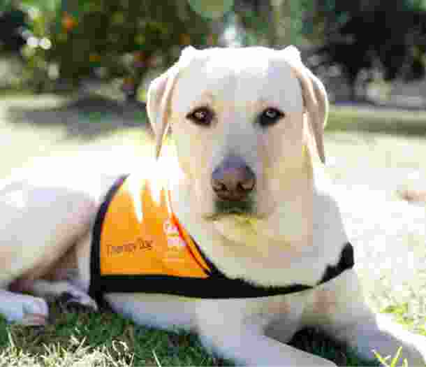 A yellow labrador Therapy Dog sitting outside. The dog is looking at the camera and is wearing an orange Therapy Dog coat.