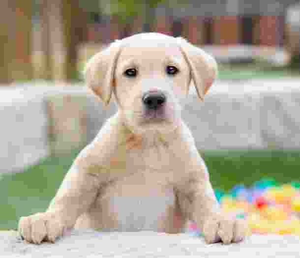 An eight week old yellow labrador puppy outside looking at the camera.