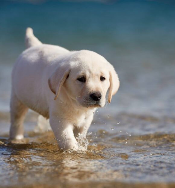 A six week old yellow labrador puppy walking through some shallow water.