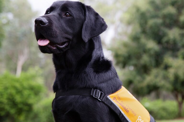Therapy Dog Awareness Month 2022