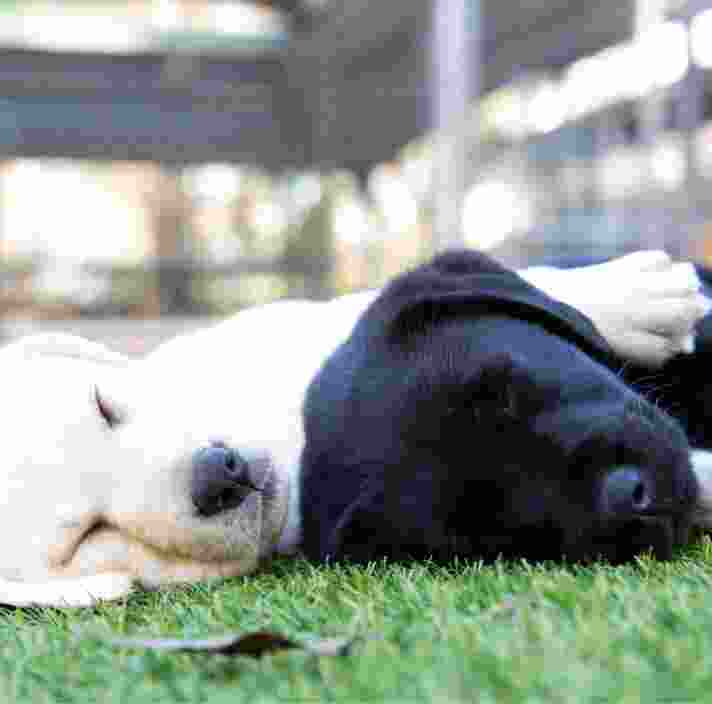 Two eight week old puppies, one yellow and one black, asleep on some grass. The yellow puppy has one paw on top of the black puppy.