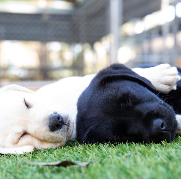 Two eight week old puppies, one yellow and one black, asleep on some grass. The yellow puppy has one paw on top of the black puppy.