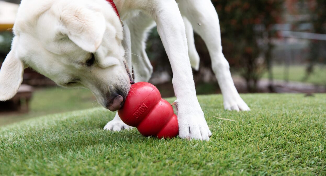 A yellow labrador licks a red KONG toy
