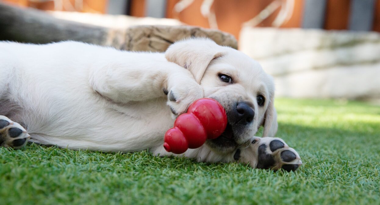 A yellow labrador lies in the grass chewing a red KONG toy