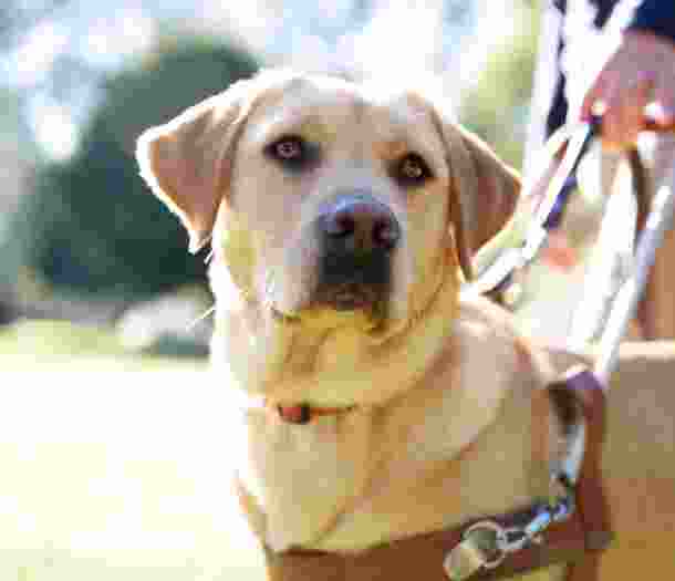 A yellow Labrador Guide Dog in harness