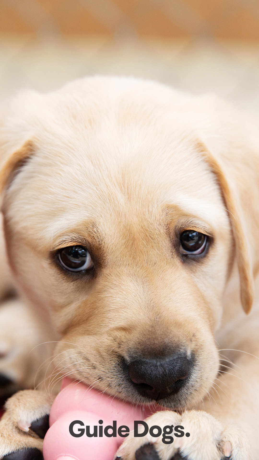 Download your Mobile Screen Saver Guide Dogs Australia
