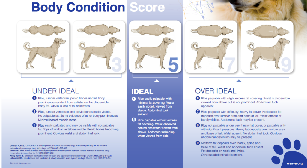 Dog body condition chart