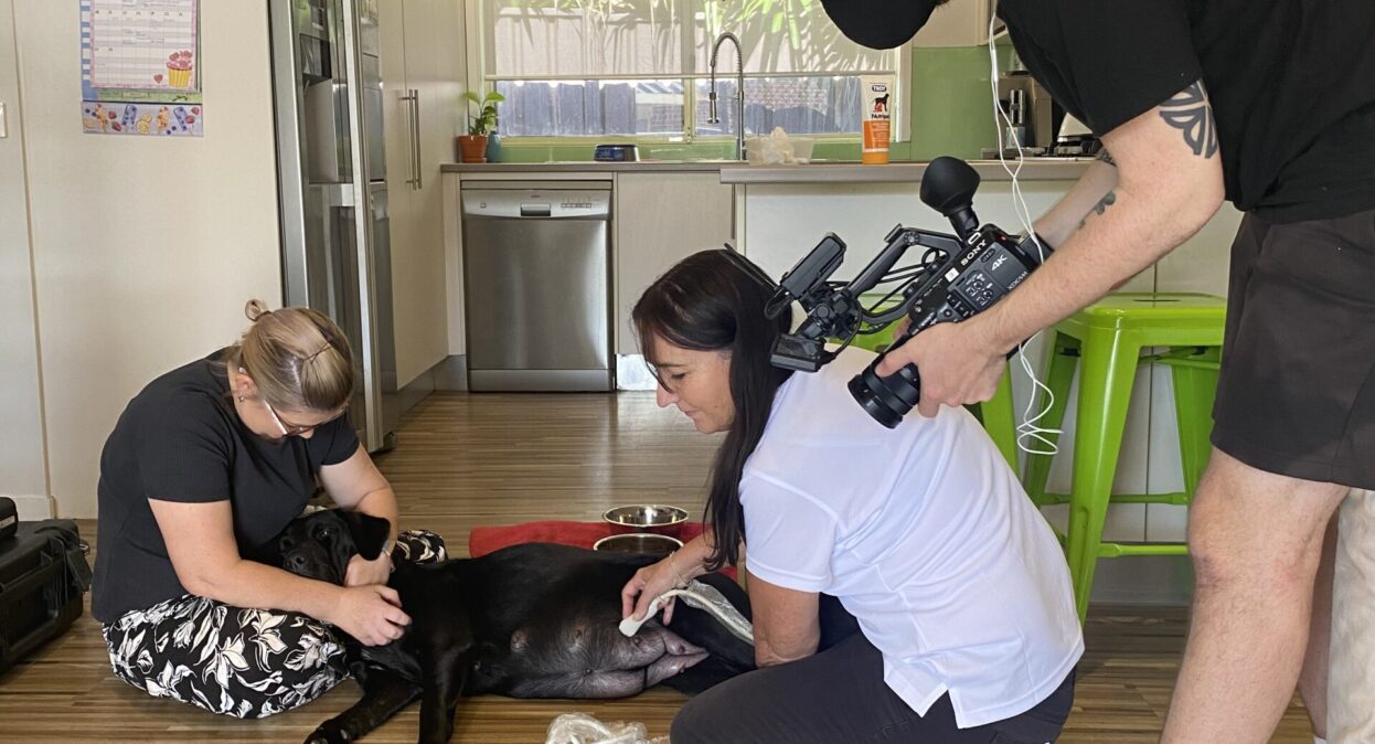 Cameras filming Leah the vet checking on Brook a pregnant dog