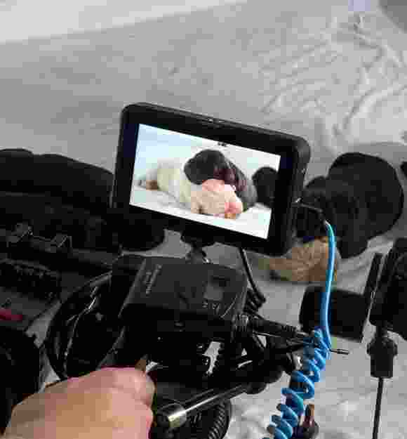 A camera filming puppies sleeping