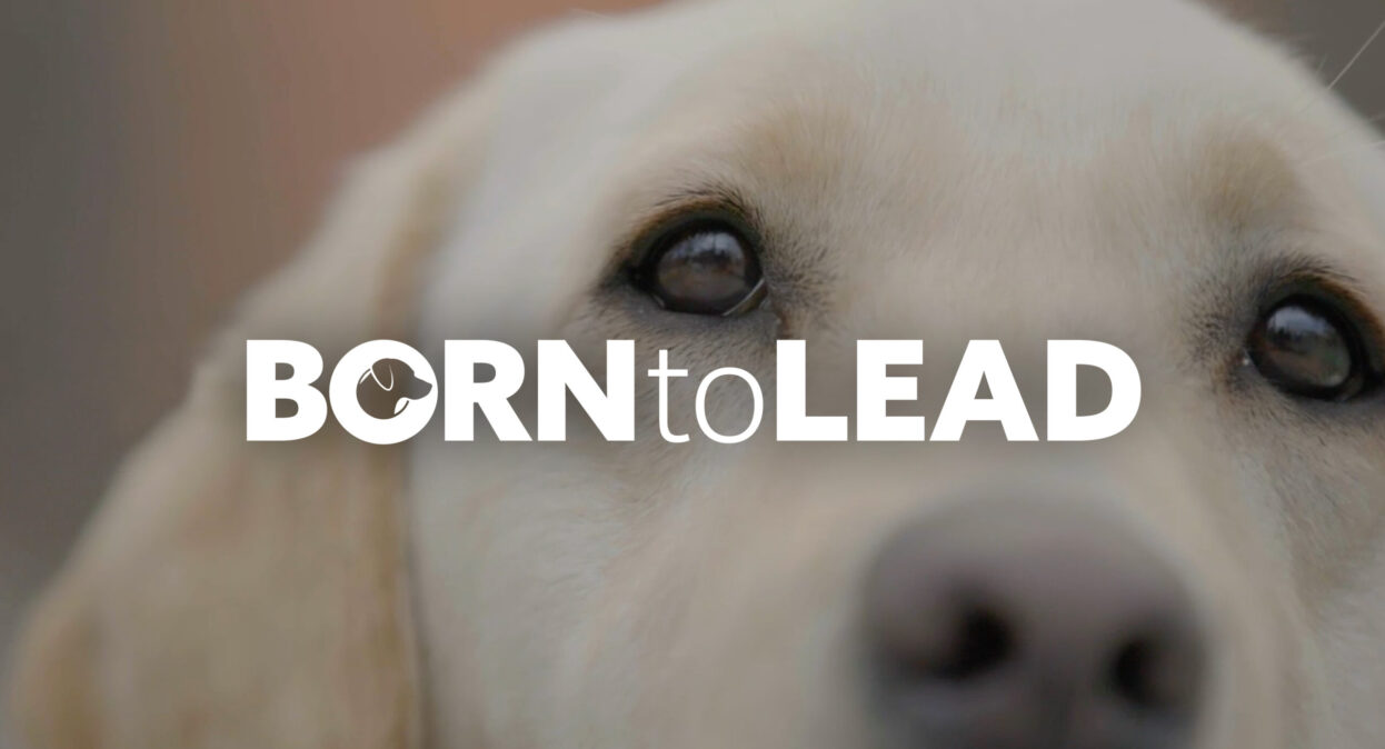 The Born to Lead logo over the face over a yellow Labrador