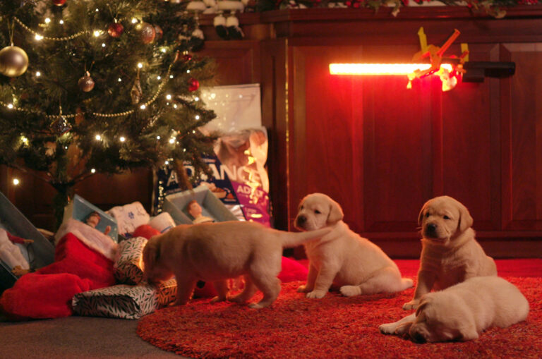 Christmas and Dogs &#8211; Keeping Your Dog Safe