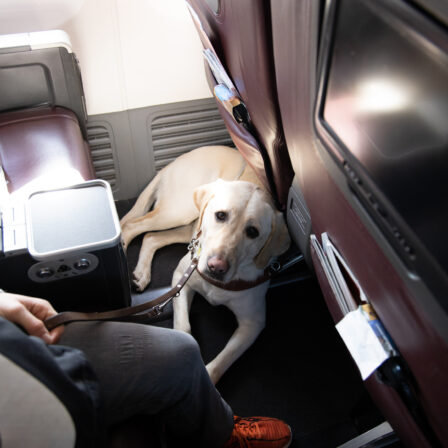 Virgin Australia Pets in Cabins trial