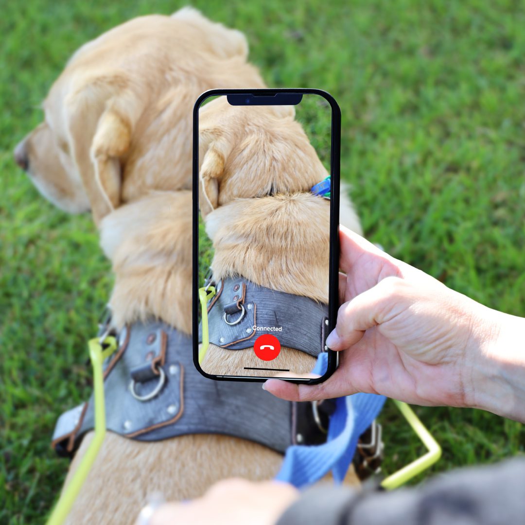 A hand holding up a smartphone which is using the Be My Eyes app to view a yellow Guide Dog in harness