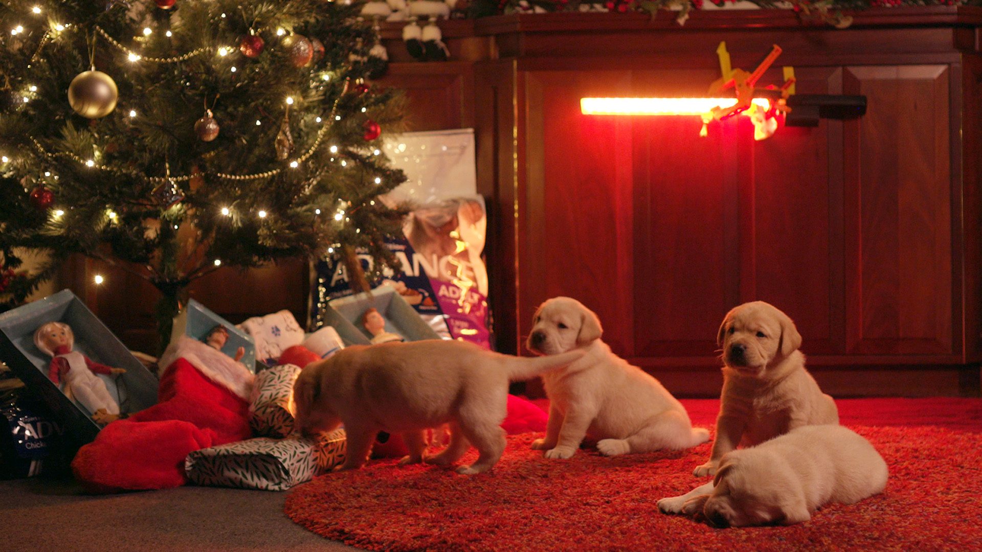 Four yellow Labrador puppies sniffing at presents under a Christmas tree.