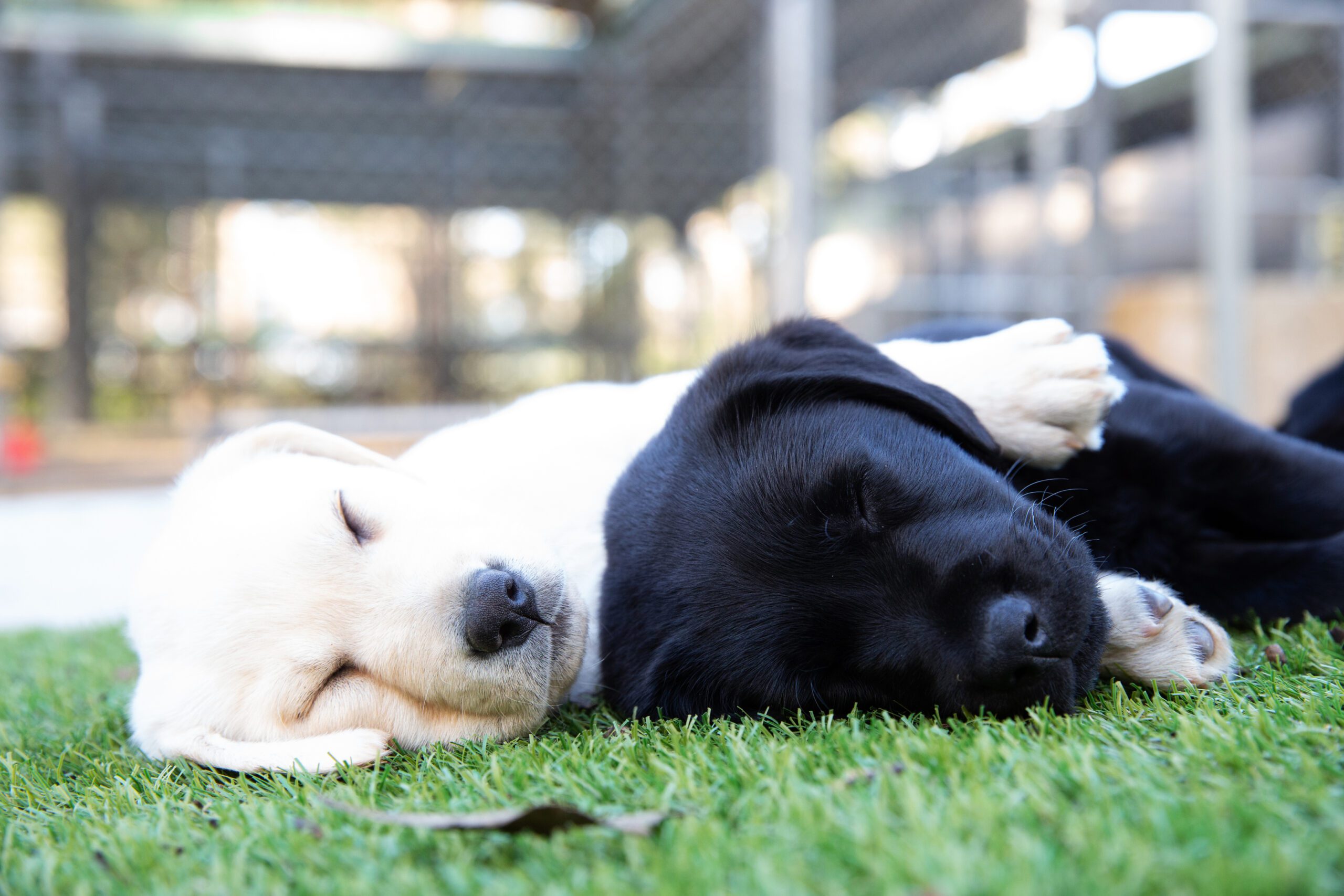 Two black and yellow Labrador puppies are laying asleep in the grass.
