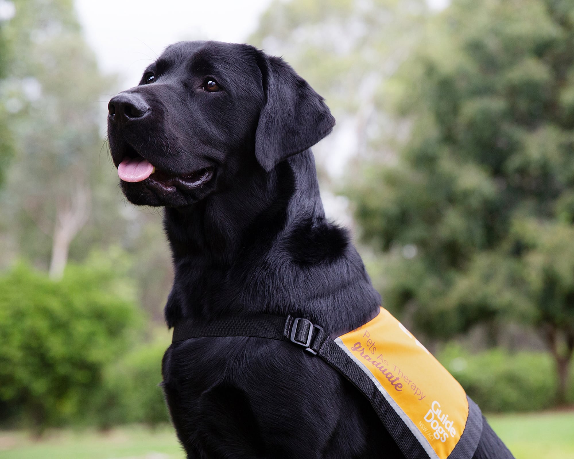 A black labrador Pets as Therapy Dog. The dog is seated outside on its back legs and it's wearing a Pets as Therapy dog coat. The dog is looking to the left of the camera.