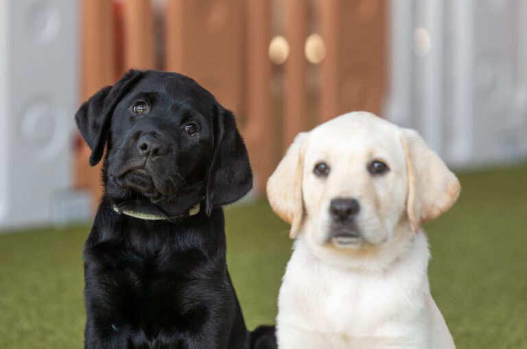 Petstock Foundation